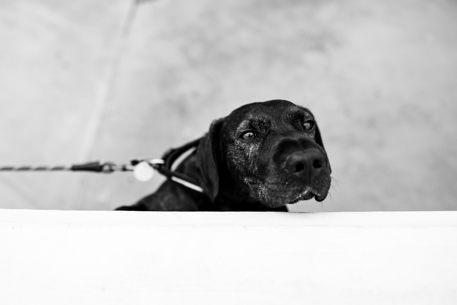 engagement photos with dog