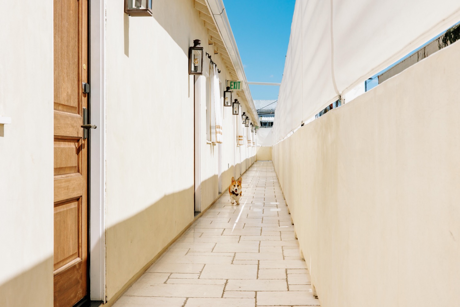corgi ring bearer