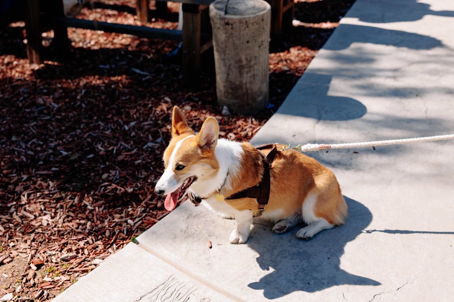 Reptacular Animals; Reptacular Ranch wedding