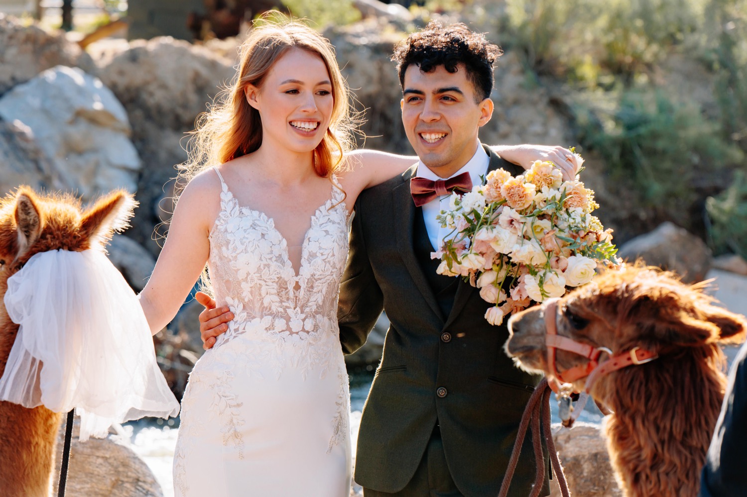 ranch wedding with llamas or alpacas