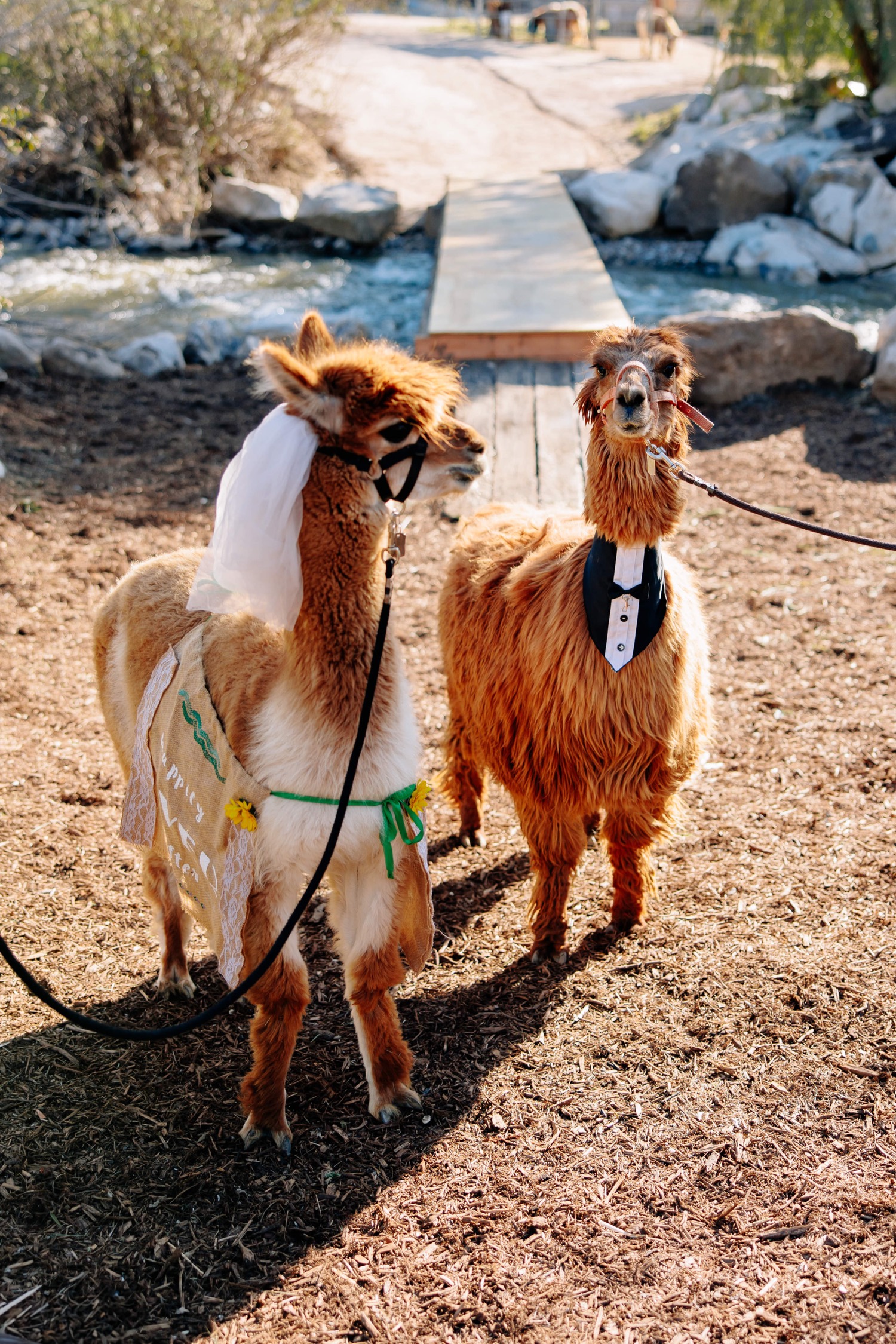 wedding alpacas