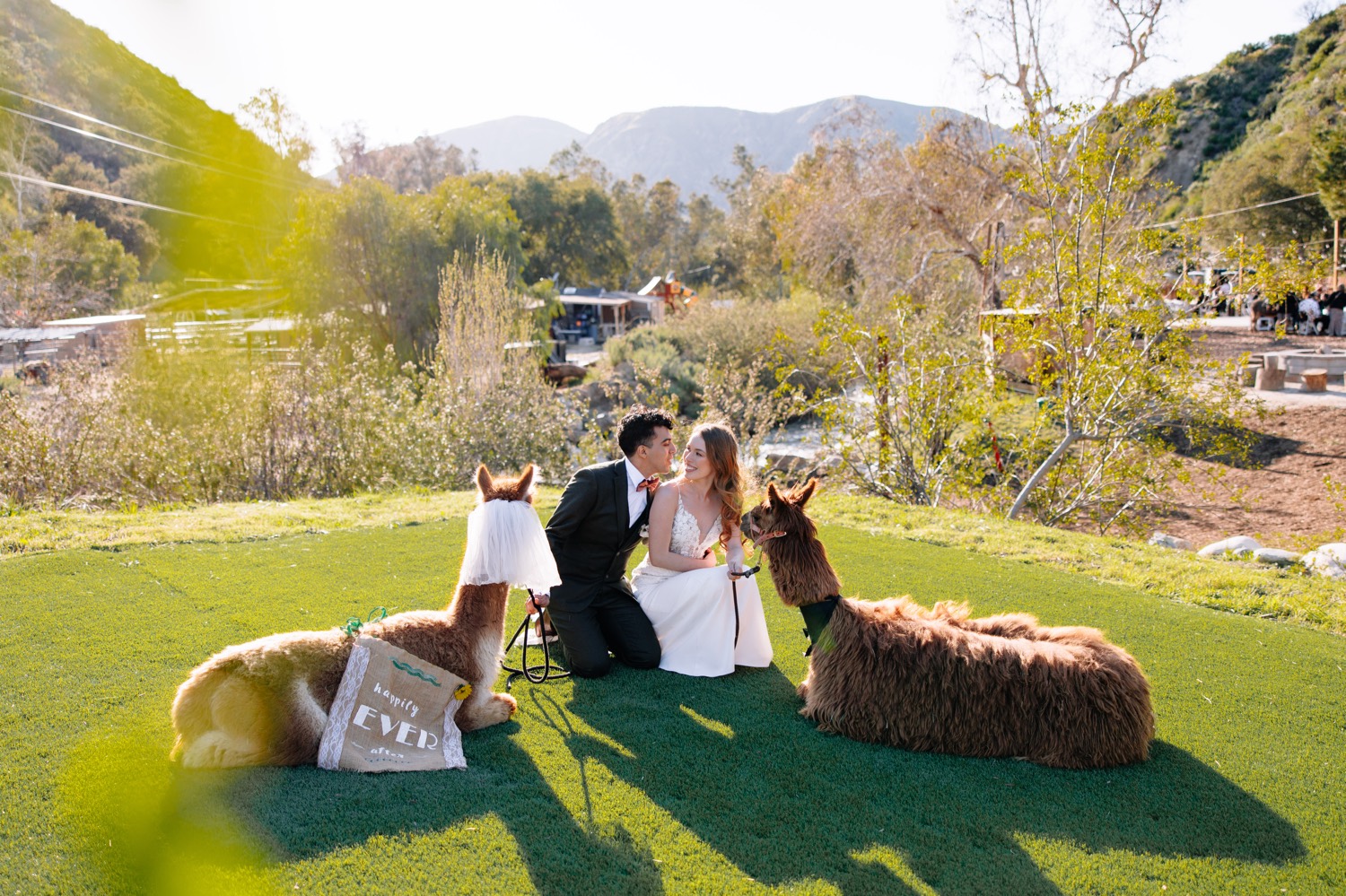 alpacas at wedding