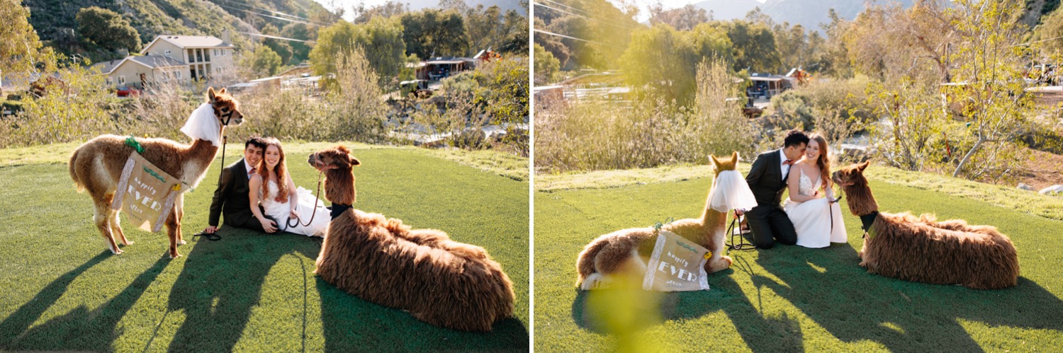 Reptacular Animals wedding